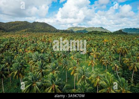 La plantation de noix de coco sans fin de Siargao – Une magnifique mer de palmiers imposants qui s'étend sur toute l'île, mettant en valeur la beauté crue de la nature et de l'est Banque D'Images