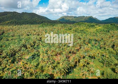 La plantation de noix de coco sans fin de Siargao – Une magnifique mer de palmiers imposants qui s'étend sur toute l'île, mettant en valeur la beauté crue de la nature et de l'est Banque D'Images