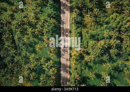 La plantation de noix de coco sans fin de Siargao – Une magnifique mer de palmiers imposants qui s'étend sur toute l'île, mettant en valeur la beauté crue de la nature et de l'est Banque D'Images