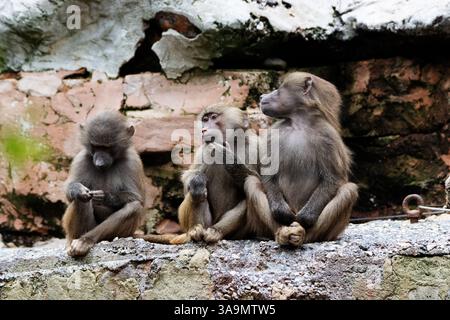 Groupe de trois hamadryas babouins (Papio hamadryas) assis sur une corniche Banque D'Images