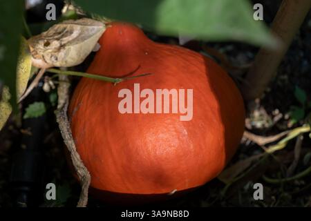 Courge d'hiver Uchiki Kuri (Cucurbita Maxima) fruit orange mûr, vigne végétale annuelle de la famille des Cucurbitaceae (concombre). Banque D'Images