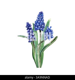 Un bouquet de jacinthe de raisin bleu, Muscari. Illustration d'aquarelle botanique dessinée à la main isolée sur fond blanc. Pour les cartes clip art invitation Banque D'Images