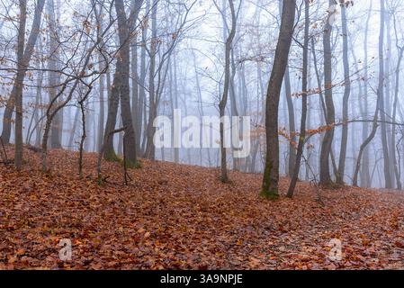beau brouillard profond dans la forêt à la fin de l'automne ; les feuilles colorées couvrent le plancher de bois Banque D'Images