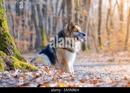 beau chien de race mixte, berger allemand et labrador retriever, animal domestique dans les bois, belle lumière orange Banque D'Images