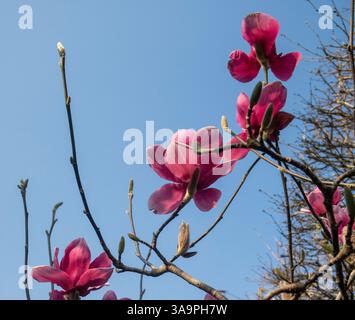 Magnolia Ian's Red in full flower dans le Devon, Royaume-Uni, avec un ciel bleu derrière. IANS Red est un hybride de 'Vulcan' x M. soulangeana 'Burgundy' Banque D'Images