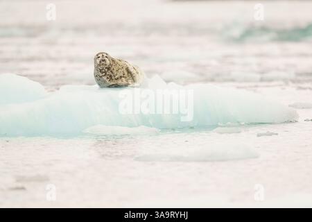 Phoque du Groenland reposant sur l'iceberg sur fond d'eau arctique Banque D'Images