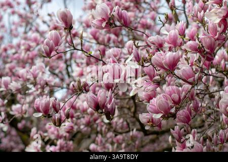 Floraison abondante de magnolia. Plante à fleurs hybride Magnolia soulangeana dans le jardin de printemps. Soucoupe magnolia élégantes fleurs rose pâle. Tulip tre Banque D'Images