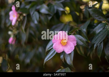 Fleur unique ouverte rose camélia avec étamines jaunes et feuillage vert foncé brillant. Plante à fleurs Camellia japonica. Camélia japonais décoratif sh Banque D'Images