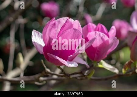Gros plan sur les fleurs rose vif en forme de tasse et de soucoupe d'arbre Magnolia. Plante à fleurs hybride Magnolia soulangeana dans le jardin ensoleillé du printemps. Soucoupe magnol Banque D'Images