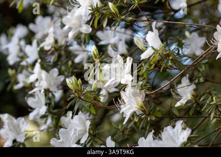 Arbuste fleuri azalée. Fleurs blanches de Rhododendron de Tsutsusi dans le jardin japonais de printemps. Banque D'Images