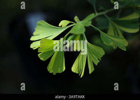 Un ginkgo biloba part à la lumière du soleil sur fond sombre Banque D'Images