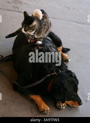 08 mai 2007 - Santa Fe, NOUVEAU-MEXIQUE, États-Unis - Booger le chien, Kitty et Mousie se perchent l'un sur l'autre à Santa Fe, NOUVEAU-MEXIQUE. Les animaux appartiennent à Greg Pike qui prétend gagner plusieurs centaines de dollars par jour en prenant des dons de ceux qui veulent photographier les animaux les uns au-dessus des autres. Pike, qui passe ses étés au Nouveau-Mexique et ses hivers en Arizona, joue Booger et Kitty depuis 7 ans, tandis que Mousie s'enfuit souvent, et doit donc être remplacé toutes les quelques semaines. (Crédit image : © Amiran White/ZUMA Press) Banque D'Images
