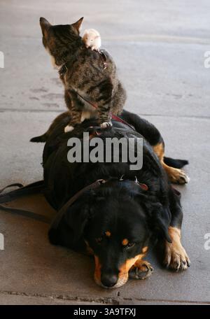 08 mai 2007 - Santa Fe, NOUVEAU-MEXIQUE, États-Unis - Booger le chien, Kitty et Mousie se perchent l'un sur l'autre à Santa Fe, NOUVEAU-MEXIQUE. Les animaux appartiennent à Greg Pike qui prétend gagner plusieurs centaines de dollars par jour en prenant des dons de ceux qui veulent photographier les animaux les uns au-dessus des autres. Pike, qui passe ses étés au Nouveau-Mexique et ses hivers en Arizona, joue Booger et Kitty depuis 7 ans, tandis que Mousie s'enfuit souvent, et doit donc être remplacé toutes les quelques semaines. (Crédit image : © Amiran White/ZUMA Press) Banque D'Images