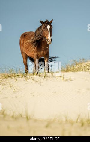Wild Horse paissant sur une dune de sable sous un ciel bleu clair Banque D'Images