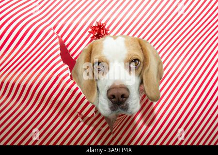 Chien beagle drôle regarde à travers un trou dans le papier de décoration rouge striper, célébrant noël, saint-valentin ou anniversaire Banque D'Images