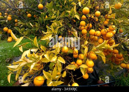 Des oranges sanguines remplissent l'arbre dans le jardin d'Idell Weydemeyer le jeudi 30 décembre 2004 à El Sobrante, Calif (Contra Costa Times/ Gregory Urquiaga ) /ZUMA Press Banque D'Images