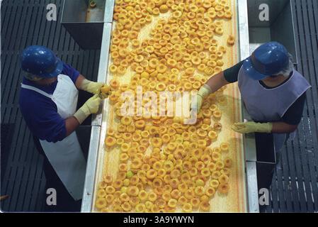 Photo du dossier datée du 21 août 2000 de pêches triées à la main sur une bande dans l'aire de transformation de l'usine Modesto Del Monte Foods. (08-21-00 Modesto Bee/ Adrian Mendoza)./ZUMA Press Banque D'Images