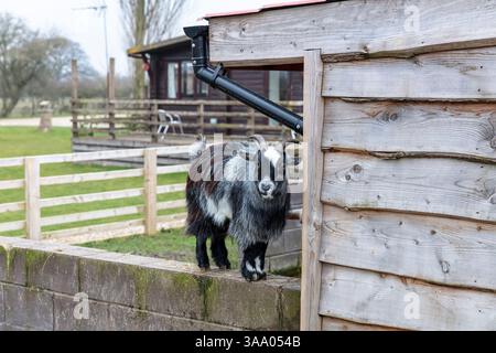 Les chèvres, les chèvres de la ferme, boucs, Capra aegagrus hircus, trois chèvres, chèvre, chèvre de montagne, les chèvres à la chèvre, mignon, mignon les chèvres, les animaux de ferme, Banque D'Images
