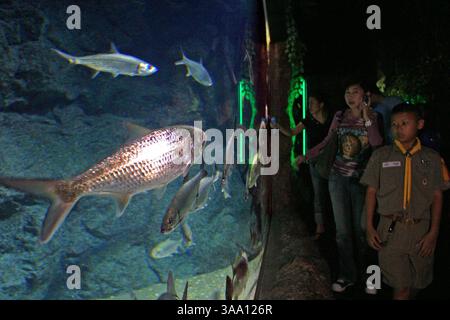 07 mai 2006 ; Bangkok, THAÏLANDE ; les boyscouts thaïlandais regardent la vie marine à Siam Ocean World. Au milieu des rues animées de Bangkok, il est difficile d'imaginer un aquarium de poissons de la taille de deux terrains de football (10 000 m²) installés en dessous. Mais Siam Ocean World a créé cela, pompant plus de 4 millions de litres d'eau dans le niveau inférieur du méga-centre commercial Siam Paragon, ce qui en fait le plus grand centre aquatique d'Asie du Sud-est. Les visiteurs peuvent voir plus de 30 000 animaux marins comprenant 400 espèces dans le cadre de l'investissement de 30 millions de dollars américains. La multitude de créatures sont situées dans 7 zones différentes includi Banque D'Images