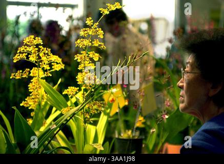 Susie Tateishi (cq) admire une orchidée oncidium sphacelatum au spectacle d'orchidées au Scottish Rite Masonic Center à Sacramento, dimanche 21 avril 2002. Le spectacle comprenait des expositions, des cours et des vendeurs vendant des orchidées. (Sacramento Bee/ Leilani Hu )/ZUMA Press Banque D'Images