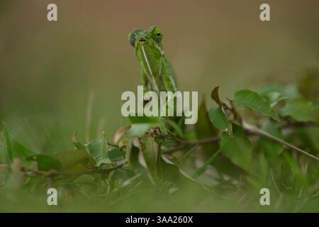 Caméléon vert à col rabattu sur branche, Masai Mara, Kenya Banque D'Images
