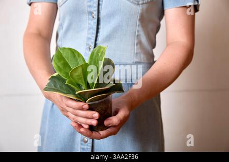 Gros plan d'une personne dans une robe en denim tenant une petite plante en pot avec des feuilles vertes luxuriantes. L'image capture la simplicité et la beauté du gard intérieur Banque D'Images