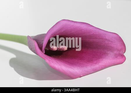 Gros plan d'un lys mauve avec des ombres délicates sur un fond clair, symbole d'élégance, d'amour et de grâce naturelle en pleine floraison Banque D'Images