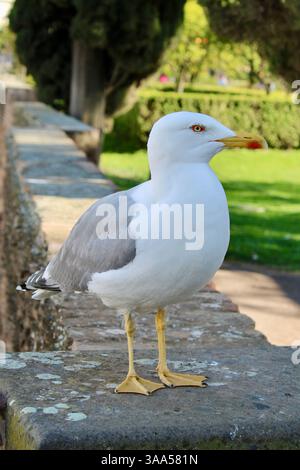 Une mouette blanche avec des ailes grises et un bec jaune se dresse sur un mur de pierre altérée dans un parc. Banque D'Images