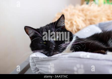 Un chat noir brillant est confortablement allongé sur un oreiller moelleux qui a de mignons petits imprimés de pattes ornant sa surface, ce qui le rend charmant à voir Banque D'Images