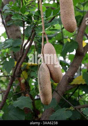 Saucisse ou concombre, Kigelia africana, Bignoniaceae. Afrique tropicale. Banque D'Images