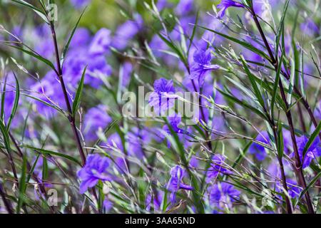 Fleurs violettes vibrantes sauvages lors d'une journée d'été ensoleillée. Ruellia est un genre de plantes à fleurs communément appelées ruellias ou pétunias sauvages Banque D'Images