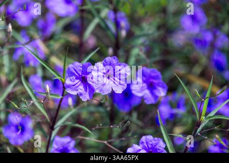 Les fleurs violettes vibrantes sont sur fond de prairie vert foncé flou. Ruellia est un genre de plantes à fleurs communément appelées ruellias ou pétunias sauvages Banque D'Images