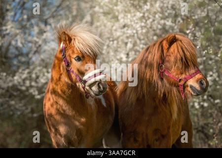 Deux poneys debout parmi les pruniers caucasiens en fleurs au printemps, photographie d'art. Banque D'Images