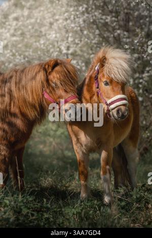 Deux poneys debout parmi les pruniers caucasiens en fleurs au printemps, photographie d'art. Banque D'Images