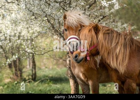 Deux poneys debout parmi les pruniers caucasiens en fleurs au printemps, photographie d'art. Banque D'Images