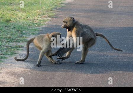 24 avril 2007 - Parc national Kruger, AFRIQUE DU SUD - deux jeunes babouins Chacma jouent au combat, Papio ursinus, vus en safari avec Siyabona Africa Safari Company dans le Parc national Kruger en Afrique du Sud. (Crédit image : © Krista Kennell/ZUMA Press) Banque D'Images