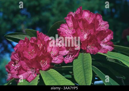 Arbre rhododendron en pleine floraison, détail des fleurs et des feuilles, Rhododendron arboreum, Ericaceae Banque D'Images