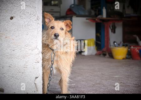 Un chien solitaire est assis derrière les barreaux d'une cage d'abri, ses yeux plaidant tranquillement pour une seconde chance et une maison aimante. Banque D'Images