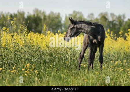 Le poulain se tient dans un champ de fleurs de colza jaune au printemps, photographie d'art. Banque D'Images
