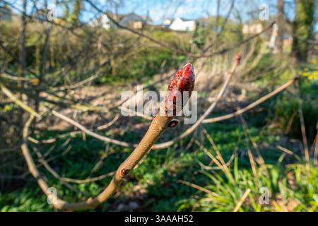 Bourgeon collant, bourgeons, châtaigne de cheval, arbre, Aesculus hippocastanum, châtaignes, Banque D'Images