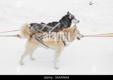 Deux chiens Husky tirent un traîneau dans la neige. L'un est blanc et l'autre noir. Le chien blanc est à gauche et le chien noir à droite Banque D'Images