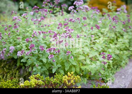 Gros plan du jardin d'herbes au Royaume-Uni avec origan (Origanum vulgare) en fleur, entouré de verdure Banque D'Images