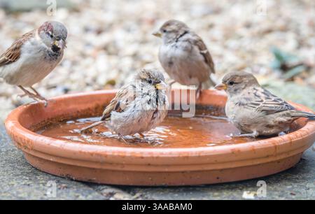 Moineaux de maison (passer domesticus) baignant dans un bac d'eau de jardin peu profond pendant l'été au Royaume-Uni Banque D'Images