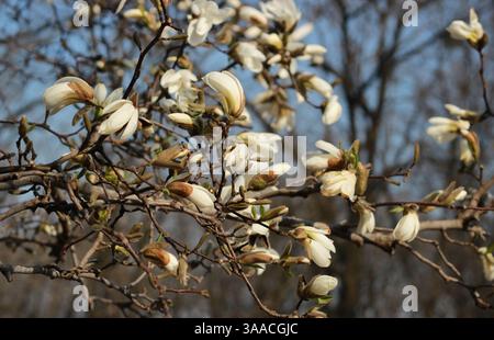 Une grande et belle branche de magnolia blanc fleuri. La beauté naturelle de la fleur de printemps. Sur le fond des arbres Banque D'Images