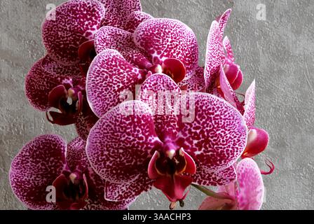 Fleurs d'orchidées phalaenopsis fleur d'orchidée, isolée sur fond sombre Banque D'Images