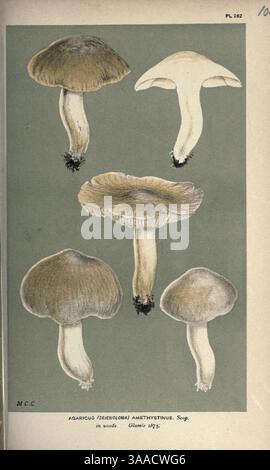 Illustrations de champignons britanniques (Hymenomycetes), pour servir d'atlas au ''Handbook of British Fungi'' (PL. 104) (8163904301). Banque D'Images