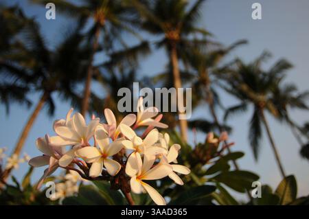 Jan 10, 2015 - Hawaii, États-Unis - Plumería, les fleurs les plus célèbres d'Hawaï. Plumeria, nom commun Frangipani est un genre de plantes à fleurs de la famille des dogbanes, Apocynaceae. Il contient principalement des arbustes à feuilles caduques et de petits arbres. Ils sont originaires d'Amérique centrale, du Mexique, des Caraïbes et d'Amérique du Sud aussi loin au sud que le Brésil, mais peuvent être cultivés dans les régions tropicales et subtropicales. Les fleurs de Plumeria sont plus parfumées la nuit afin d'attirer les papillons sphinx pour les polliniser. Les fleurs n'ont pas de nectar, cependant, et se contentent de duper leurs pollinisateurs. Les mites les pollinisent par inadvertance par transfe Banque D'Images