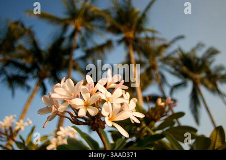 Jan 10, 2015 - Hawaii, États-Unis - Plumería, les fleurs les plus célèbres d'Hawaï. Plumeria, nom commun Frangipani est un genre de plantes à fleurs de la famille des dogbanes, Apocynaceae. Il contient principalement des arbustes à feuilles caduques et de petits arbres. Ils sont originaires d'Amérique centrale, du Mexique, des Caraïbes et d'Amérique du Sud aussi loin au sud que le Brésil, mais peuvent être cultivés dans les régions tropicales et subtropicales. Les fleurs de Plumeria sont plus parfumées la nuit afin d'attirer les papillons sphinx pour les polliniser. Les fleurs n'ont pas de nectar, cependant, et se contentent de duper leurs pollinisateurs. Les mites les pollinisent par inadvertance par transfe Banque D'Images