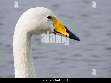 Gros plan sur le cygne, Welney, Norfolk, Angleterre Banque D'Images