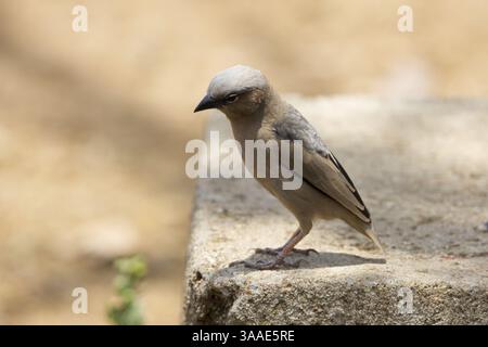Gros plan d'un tisserand social à tête grise (Pseudonigrita arnaudi) perché sur une dalle de béton dans le parc national du Serengeti, Tanzanie, Afrique Banque D'Images